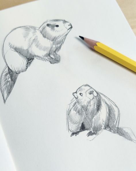 Many, many marmots. ⁠ ⁠ I'm making some process on the custom commission piece from my 5k giveaway. The winner requested a Vancouver Island Marmot with blue huckleberries. I'm pretty sure I spent over 2 hours just looking up Marmot photos for reference; I now have a Marmot photo for every emotion and mood. ⁠ ⁠ #vancouverisland #marmot #processsketch #wildlifeart #animalsketch Realistic Otter Tattoo, Otter Face Tattoo, Marmot Aesthetic, Marmot Illustration, Vancouver Island Marmot, Photos For Reference, Spring Drawing, Animal Drawing, Many Many