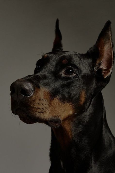 Doberman Pinscher Aesthetic, Evan Zanders, Doberman Aesthetic, Black Doberman, Doberman Love, Doberman Pinscher Dog, Scary Dogs, Doberman Puppy, Doberman Dogs