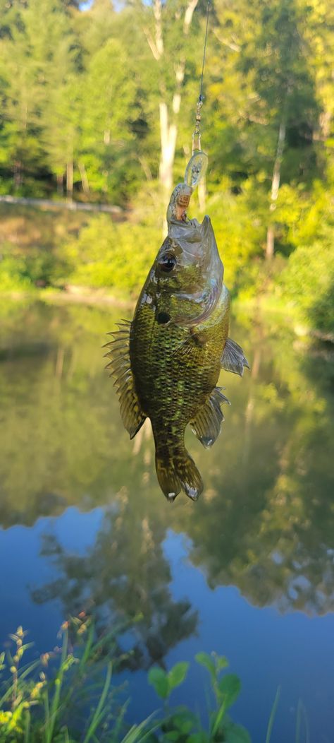 Caught in a little pond Pond Fishing, Fishing Pond, Farm Pond, Adventure Aesthetic, Fish Ponds, Future Life, Fishing Tips, Water