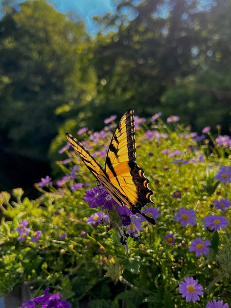 Flower Field With Butterflies, Flower And Butterfly Aesthetic, Real Butterfly Aesthetic, Papillon Aesthetic, Butterfly Garden Aesthetic, Butterfly Photography Nature, Mariposas Aesthetic, Baddie Wallpaper Ipad, Butterfly In Nature