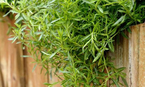 How to grow summer savory | Life and style | The Guardian Alys Fowler, How To Grow Herbs, Love Potions, Path Edging, Summer Savory, Chicken Manure, Winter Gardening, Grow Herbs, Grilled Mushrooms