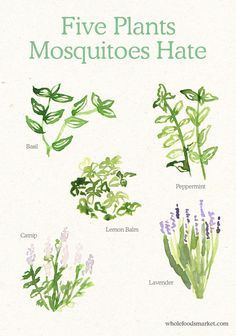 What to plant in your garden to keep mosquitos away #OrganicGardenDIY Mosquito Repelling Plants, Have Inspiration, Garden Pests, House Plants Indoor, Plant Mom, Beetles, Herb Garden, Dream Garden, Plant Life