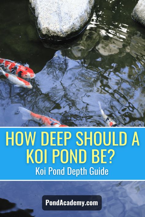 Fountain Koi Pond, Backyard Coy Pond Ideas, Nature, Rectangle Koi Pond, How To Build A Fish Pond, Koi Pond Ideas Japanese Style, Front Yard Koi Pond, How To Make A Koi Pond, Big Koi Pond