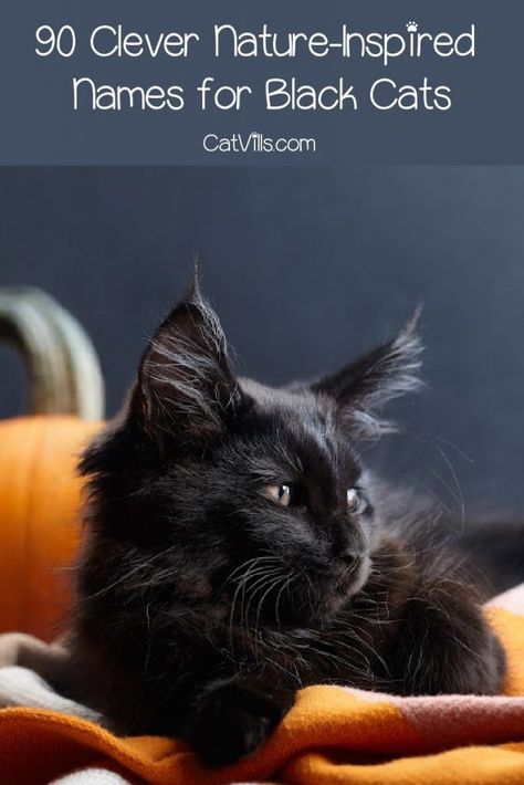 Finding nature names for black cats is not always easy, but we've got you covered! Check out 90 amazing ideas that you'll love! Nature, Male Black Cat Names, Kitten Names Boy, Cute Kitten Names, Black Cat Names, Nature Inspired Names, Boy Cat Names, Girl Cat Names, Unique Cat Names