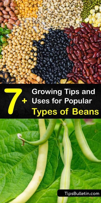 Types Of Beans To Grow, Growing Red Beans, Growing Pinto Beans In Garden, How To Grow Pinto Beans, Growing Pinto Beans, Beans Growing, Grow Beans, Suburban Homestead, Bean Garden