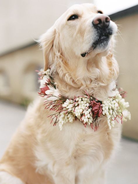 Dog Wedding Flowers Collar, Flowers For Dogs Wedding, Dog Flower Crown Wedding, Flower Collar For Dog Wedding, Dog Floral Collar, Floral Dog Collar Wedding, Dog Wedding Flower Crown, Flower Collar Dog Wedding, Dog Flowers Wedding