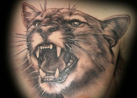 Mountain lion Mountain Lion Tattoo, Cougar Tattoo, Human Skull Drawing, Siren Tattoo, Healing Tattoo, Mountain Tattoo, Mountain Lion, Skull Drawing, Free Tattoo