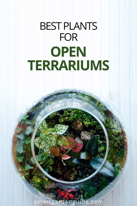 Hanging Plant Terrarium, Glass Bottle Terrarium Diy, Tarerium Plants, Terrarium Plants Open, Low Maintenance Terrarium, How To Build An Open Terrarium, Best Plants For A Terrarium, Planting A Terrarium, Small Plant Terrarium