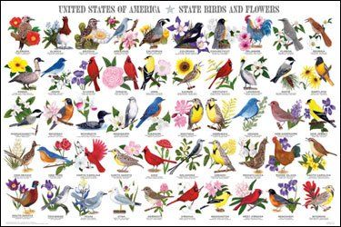 Amazon.com: (24x36) State Birds and Flowers Educational Chart Poster: Prints: Posters & Prints Educational Chart, Flowers Poster, State Symbols, Bird House Kits, List Of Flowers, Bird Aviary, State Birds, Bird Poster, Birds And Flowers