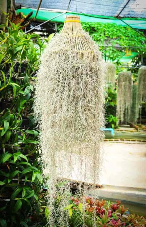 Tillandsia Air Plants: Learn About Tillandias, Easy Air Plant Care Tillandsia Usneoides, Air Plant Care, Cage Decor, Air Plants Decor, Moss Plant, Air Plants Care, Tillandsia Air Plant, Spanish Moss, Succulent Terrarium