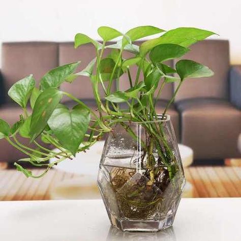 Plant Ideas Indoor, Plants In Glass Jars, Indoor Plant Ideas, Water Plants Indoor, Plants Grown In Water, Plant Pot Indoor, Flower Planting, Easy Indoor Plants, Plant In Glass