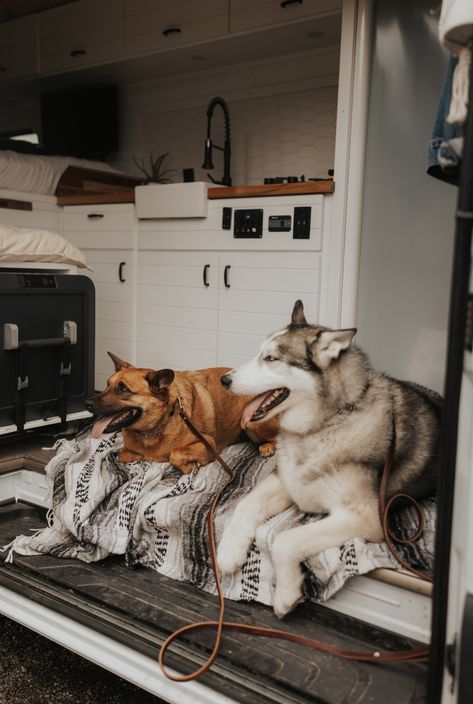 Two van-life dogs Caravan Living, Van Home, Dog Adventure, Two Dogs, Rv Life, Dog House, Life Goals, Full Time, Van Life