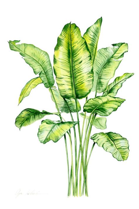 Palm Leaves Illustration, Palm Leaf Illustration, Tropical Plants Drawing, Vegetation Illustration, Leave Illustration, Tropical Plants Illustration, Palms Illustration, Tree Illustration Art, Palm Watercolor