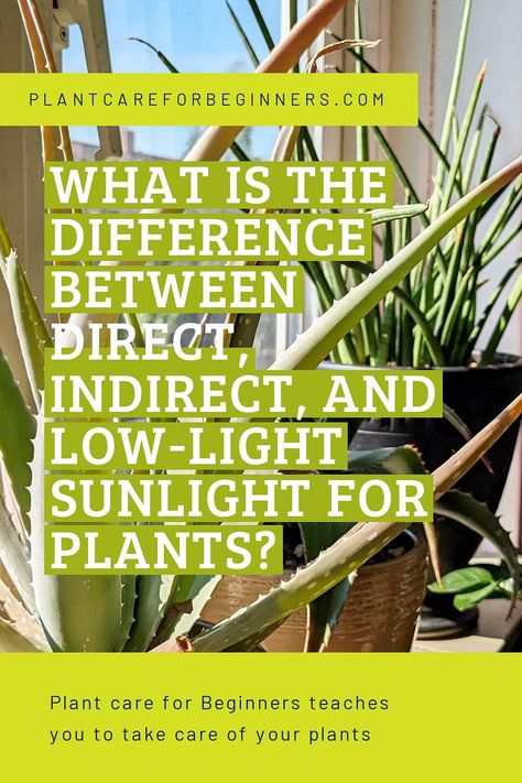 Direct Vs Indirect Sunlight, Direct Sunlight Plants Outdoor, Indirect Light Plants, What Is Media, Green Community, Fairy Lights In Trees, Low Water Plants, Pictures Of The Sun, Lit Meaning