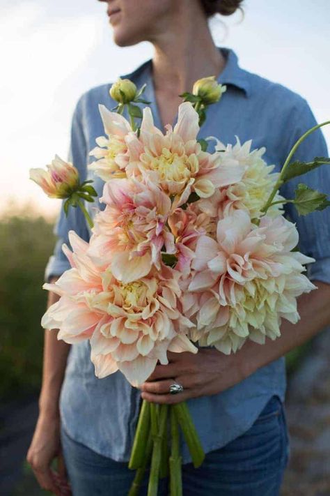 How to grow dahlias with Erin of Floret Farm - From Britain with Love Dahlia Flower Garden, How To Grow Dahlias, Grow Dahlias, Dahlia Bouquet, Dahlias Garden, Growing Dahlias, Flower Farming, British Flowers, Flower Farmer