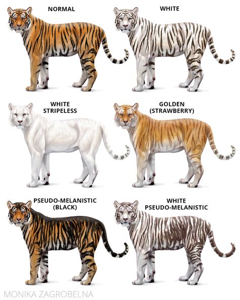 Body Base Tutorial, Tiger Exhibit, Tiger Body, Base Tutorial, Tiger Species, Wild Cat Species, Adorable Home, Home Animal, Cat Species