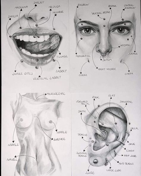 All Face Piercings Chart, Piercings Face Chart, Septum Sizes Chart, Eat Pericing Ideas Simple, Piercing Chart Face, Piercings Inspo Face, Pirsing Face, How To Draw Piercings, Mouth Piercings Chart