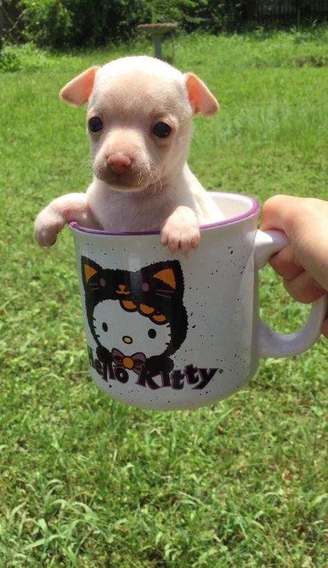 Tea cup chihuahua in a mug 
Hello kitty Halloween mug Tea Cup Chihuahua, In A Mug, Tea Cup, Chihuahua, Tea Cups, Puppies, Mug, Tea