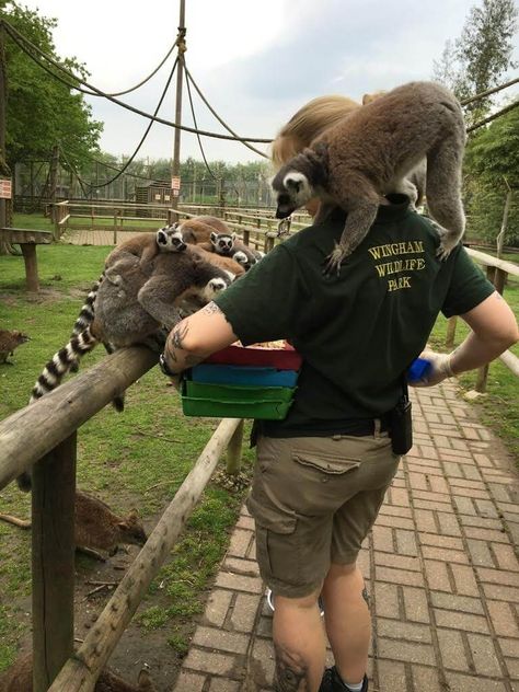 A Day in the Life of a Zookeeper Zoo Job Aesthetic, Wildlife Zoologist Aesthetic, Zoo Worker Aesthetic, Zooaligest Aesthetic, Working With Animals Aesthetic, Helping Animals Aesthetic, Zoo Keeper Aesthetic, Animal Care Aesthetic, Wildlife Veterinarian Aesthetic