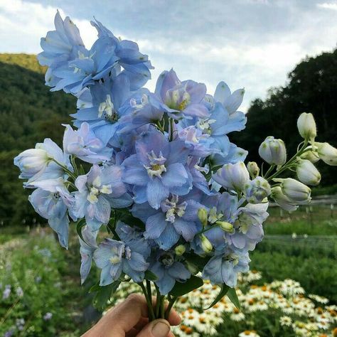 ♡ pinterest : drnlnv ♡ Oc Story, Delphinium Flowers, Blue Delphinium, Nothing But Flowers, No Rain, Pretty Plants, Delphinium, Nature Aesthetic, Love Flowers