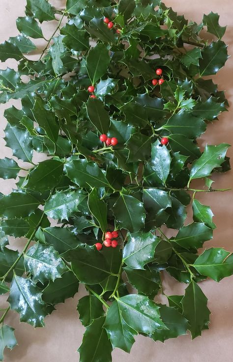 fresh holly Holly Ideas For Christmas, Christmas Tree With Holly Berries, Holly Berry Tree, Holly Tree Christmas Decor, Holly Table Decor, Holly Diy Decorations, Christmas Holly Arrangement, Live Holly Decorations, Olive Branch Christmas Decor