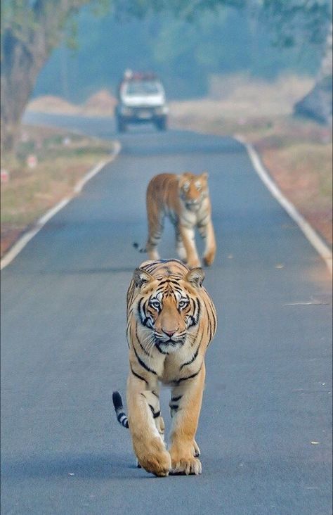 Corbett National Park, Chinese Dragon Art, Jim Corbett National Park, Jim Corbett, Fashion Eye Glasses, Beautiful Images Nature, Chinese Dragon, Interesting Photos, My Favorite Image