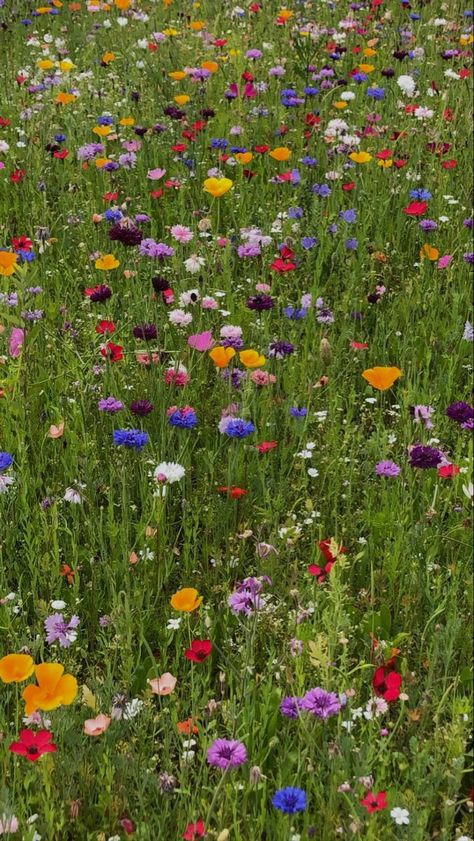 Pretty Wildflowers, Wildflowers Garden, Spring Scenes, Log Planter, Garden Decoration Ideas, Flowers Wild, Wild Flower Meadow, Decoration Garden, Nothing But Flowers