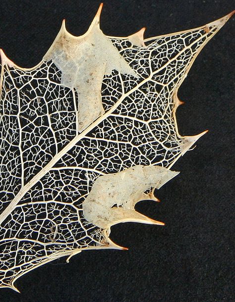 Holly Leaf Leaf Veins, Leaf Structure, Leaf Skeleton, A Level Textiles, Growth And Decay, Art Alevel, Textiles Projects, Dry Leaf, The Leaf