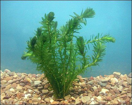 Anacharis Small Backyard Ponds, Water Garden Plants, Outdoor Ponds, Plant Maintenance, Live Aquarium Plants, Pond Life, Pond Plants, Aquatic Life, Plant Science