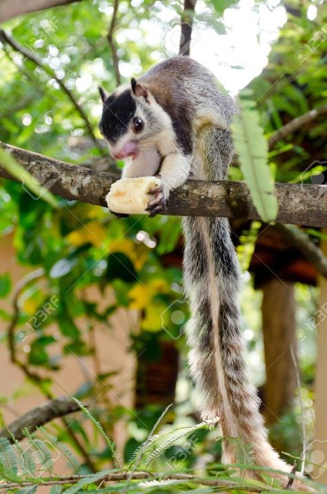 Grizzled Giant Squirrel Kaveri River, Indian Giant Squirrel, Squirrel Species, Giant Squirrel, Squirrel Pictures, Wildlife Protection, Cute Squirrel, A Squirrel, Unusual Animals