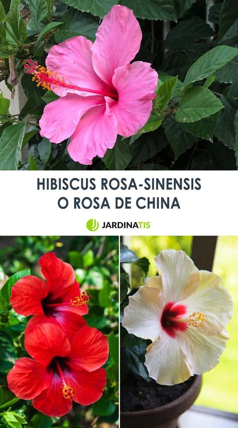 La rosa de china, una variedad de hibisco, es una de las plantas más espectaculares de los arreglos estivales. Vamos a conocer un poco más de esta flor exótica, duradera y atractiva. #rosasinsencis #hibisco #hibiscus #jardinería #jardinatis #flores Rosa China, Santa Rita, Photoshop Cc, Red And Gold, Flowers Photography, Plant Decor, Hibiscus, Flamingo, Mood Board