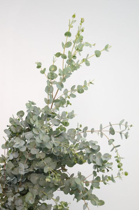 Feuilles vertes eucalyptus populus sur fond blanc Photo Premium Eucalyptus Populus, Juliet Garden Rose, Halloween Shoot, Boho Florals, Eucalyptus Plant, Feuille Eucalyptus, Eucalyptus Branches, Dress Code Wedding, Seeded Eucalyptus