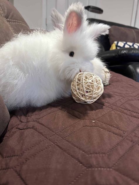 English Angora | PetClassifieds.com Angora Bunnies, English Angora Bunny, English Angora Rabbit, Angora Bunny, English Angora, Rabbits For Sale, German Angora Rabbit, Angora Rabbit, Pet Guinea Pigs