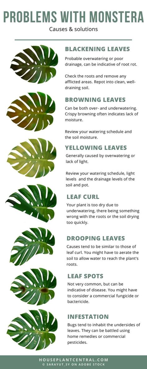 Small Outdoor Patio Plant Ideas, Plant Placement In Home, Best House Plants, Monstera Plant Care, Different Types Of Plants, Room Plants, Plant Corner, Plant Goals, نباتات منزلية