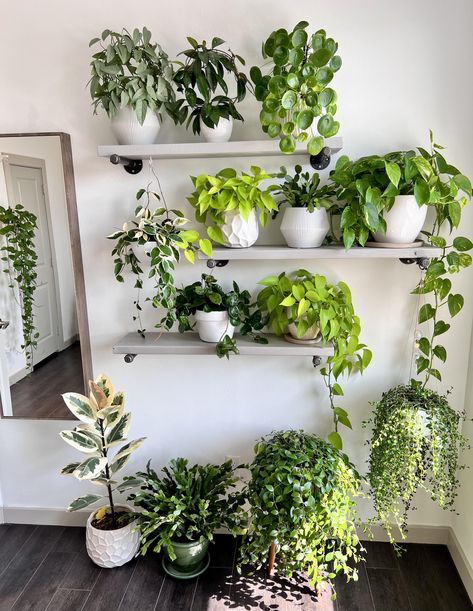 Harvest Dining Table, Wall Hanging Decorations, Indoor Plant Wall, Plant Goals, Plant Wall Decor, Plants Wall, Inside Plants, Low Light Plants, Plant Decor Indoor