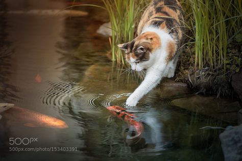 Koi Fish Wallpaper, Cat Anatomy, Cat Reference, Fish Wallpaper, Cat Pose, Warrior Cat, Funny Cat Pictures, Cat Aesthetic, Silly Cats