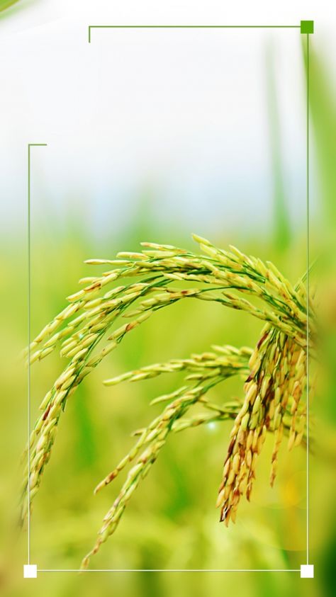 fresh,rice,rice ear,small full throttle,small full background,poster background,background material,background display board,ad,colorful background,background image,hand painted background,painted material Rice Background Design, Agriculture Background Design, Poster Background Design Graphics, Rice Business, Rice Wallpaper, Cool Background Designs, Healthy Foods Recipes, Agriculture Background, Cool Powerpoint