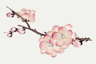 Chinese Plum Blossom Tattoo, Plum Blossom Drawing, Plum Tattoo, Plum Blossom Tattoo, Chinese Plum Blossom, Japanese Plum Blossom, Moodboard Images, Japanese Plum, Blossom Jewelry