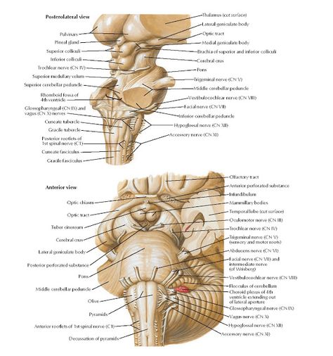 Brain Stem  Anatomy   Pulvinars , Posterolateral view , Pineal gland , Superior colliculi , Inferior colliculi , Trochlear nerve (CN IV) ... Brain Stem Anatomy, Skeletal System Anatomy, Brain Nerves, Anatomy Bones, Eye Anatomy, Medicine Notes, Facial Nerve, Spinal Nerve, Brain Facts