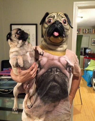 20 Pugs que te sacarán un sonrisa Funny Pug Pictures, Anjing Pug, Pitbull Boxer, Funny Dog Faces, Plane Flight, Heavy Burden, Pug Pictures, Dog Jokes, Pugs Funny