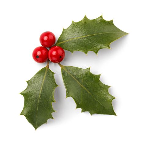 Christmas Holly. Holly Leaves and Red Berries Isolated on White Background , #AFF, #Leaves, #Red, #Christmas, #Holly, #White #ad Holly Plant, Christmas Leaves, Christmas Rugs, Christmas Color, Holly Leaves, Holly Berries, Christmas Drawing, Christmas Makes, Holly Leaf