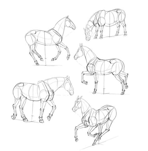 How To Draw Horses, Horse Drawing Tutorial, Horse Art Drawing, Horse Rearing, Four Horses, Horse Sketch, Horse Anatomy, Drawing Tutorials For Beginners, Pencil Drawings Easy