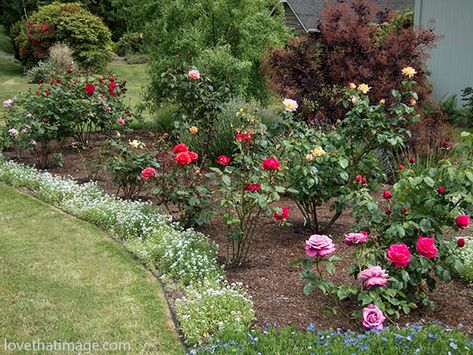 Small Rose Garden Ideas, Rose Garden Ideas, Rose Garden Landscape, Garden Front Of House, Landscaping With Roses, Bush Garden, Rose Garden Design, Rose Gardens, Backyard Flowers