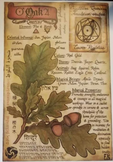 BOS Artwork Oak Herbal Grimoire Page Herbal Grimoire, Witch Grimoire, Book Witch, Spell Books, Grimoire Book, Magic Spell Book, Witchcraft Spell Books, Book Of Shadow, Witch Spell Book