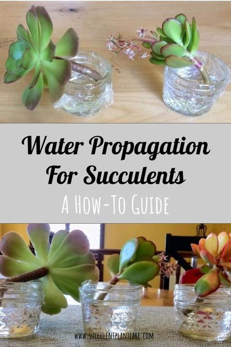 Water Propagation for Succulents? Some people actually find it easier to propagate succulents in water. If you want to give it a try, here’s  a step by step guide in how to propagate succulents in water. Succulents In Water Growing, Growing Succulents In Water, Succulent Propagation In Water, Succulent Water Propagation, Water Propagation Succulents, Propagating Succulents In Water, Succulent Propagation How To, Water Propagation Plants, Propogate Succulents