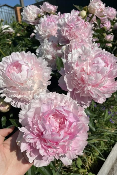 Pink Peonies Garden, Poenya Flower, Peonies Colors, Peonies In Garden, Peony Pictures, Wild Peonies, Chinese Peonies, Peony Flower Garden, Peony Aesthetic