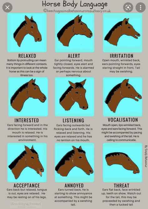 Equine Therapy Activities, Equine Veterinary, Horse Behavior, Horse Markings, Horse Riding Quotes, Healthy Horses, Horse Facts, Equine Therapy, Horse Ears