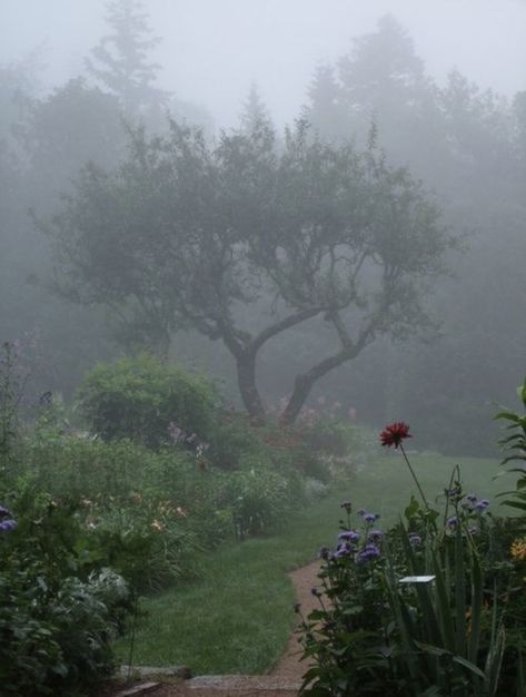 Foggy Garden, Dark Naturalism, Foggy Day, I Love Rain, Arte Inspo, The Fog, Alam Yang Indah, Nature Aesthetic, Pretty Places