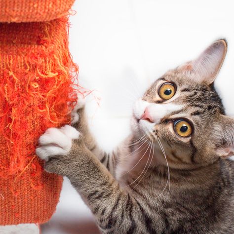 Here’s How to Keep a Cat from Scratching the Furniture Cat Deterrent Spray, Cat Deterrent, Remove Pet Stains, Chat Diy, Cat Scratching Furniture, Cat Scratchers, Curious Kids, Cat Hacks, Homemade Cat