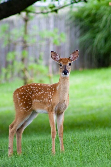 Snake Painting, Deer Photography, Enchanting Garden, Deer Photos, Pinterest Feed, Deer Pictures, Wallpaper Landscape, Manga Drawing Tutorials, Garden Oasis